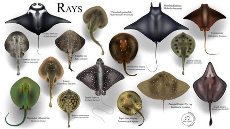 15 Different Types of Rays | ouachitaadventures.com