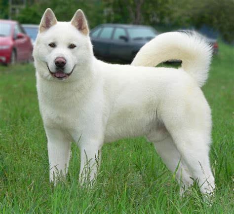 Akita Inu blanc (26 photos): caractéristiques de couleur des chiots de ...