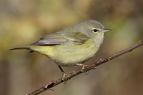 Rare October Migrant: Orange-crowned Warbler in NYC