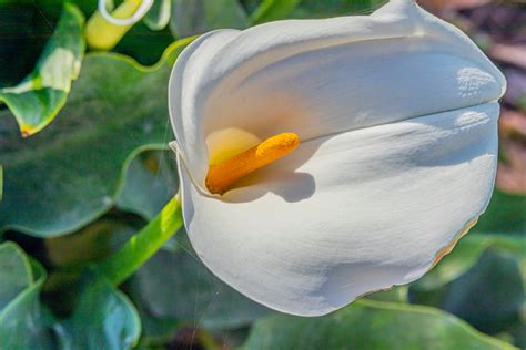 Alcatraz Flower Meaning, Symbolism & Spiritual Significance - Foliage ...