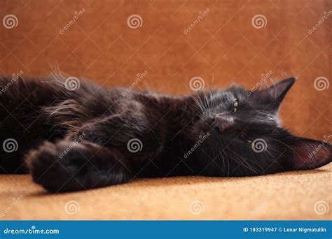 Cute Black Cat Lies on the Couch and Looks at Camera Stock Image ...