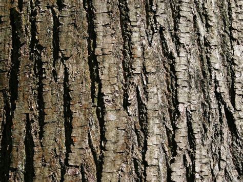 Free stock photos - Rgbstock - Free stock images | Sweet chestnut bark ...