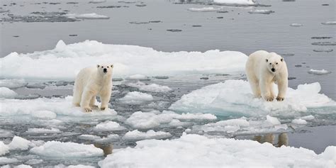 Arctic Polar Bear Habitat