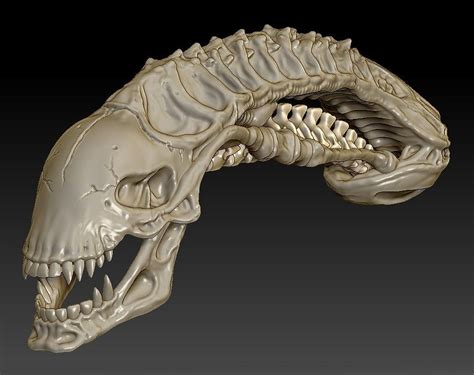 ArtStation - Xenomorph Skull, John MacLeod | Alien skull, Xenomorph, Hr ...