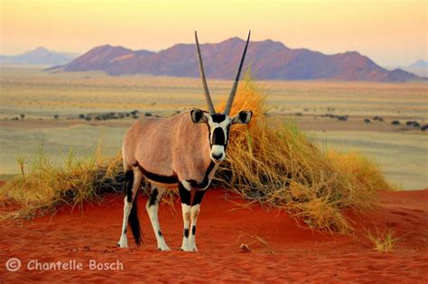 Namib desert, Animals wild, Animals