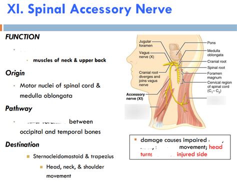 Spinal Accessory Nerve CN XI Diagram | Quizlet