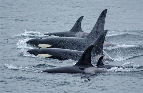 Killer Whale Research in Alaska | NOAA Fisheries