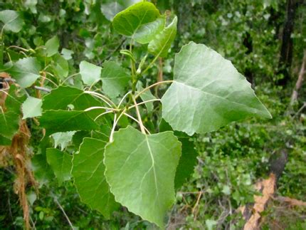 Cottonwood facts and health benefits