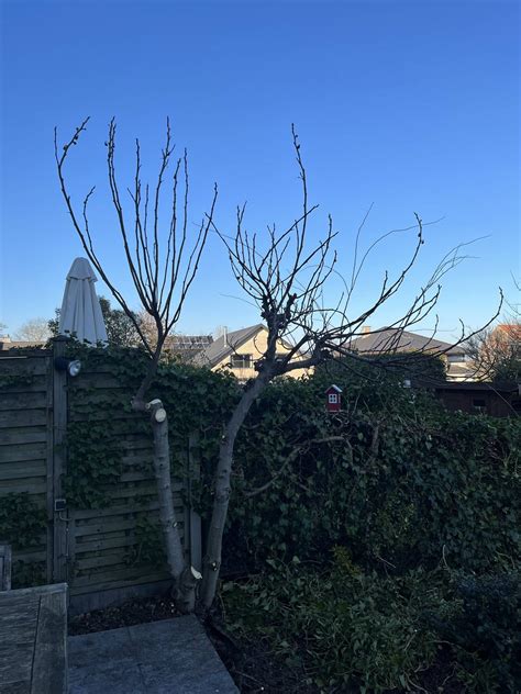 Saving the fig tree after a pruning session - Gardening & Landscaping ...