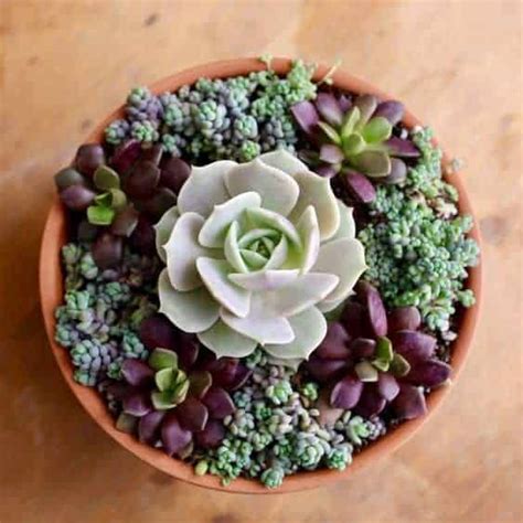 10 Interesting Facts About Succulents - Sublime Succulents