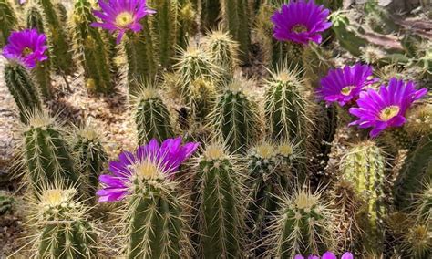 See Gorgeous Cactus Flowers in Arizona By Visiting These Places