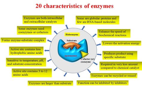 The characteristics of enzymes - Biology Brain