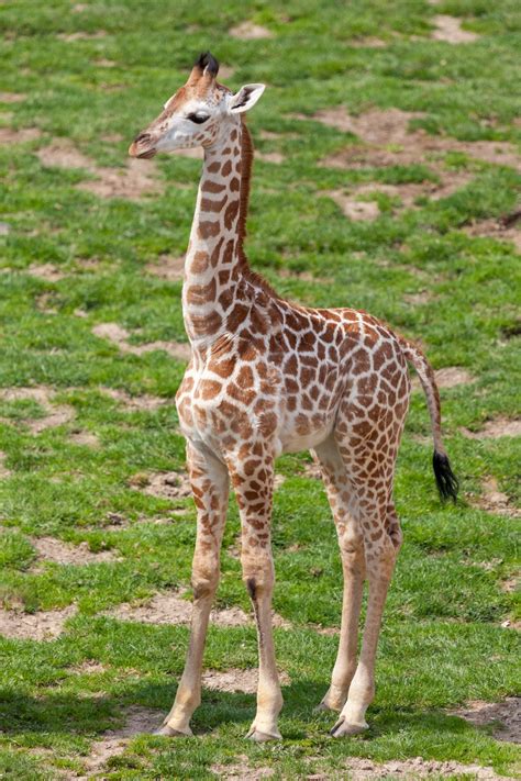 Baby Giraffe Free Stock Photo - Public Domain Pictures