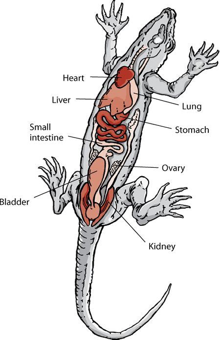 213 best images about Anatomy. Reptile on Pinterest | Snakes, Python ...