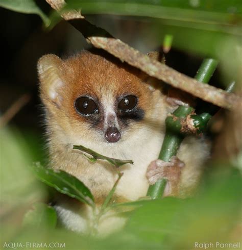 Mouse Lemur | Madagascar Holiday Wildlife & Travel Guides | AQUA-FIRMA