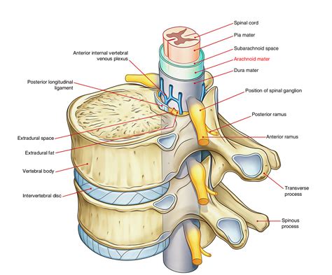 Internal Anatomy Of Spinal Cord - Anatomy Book