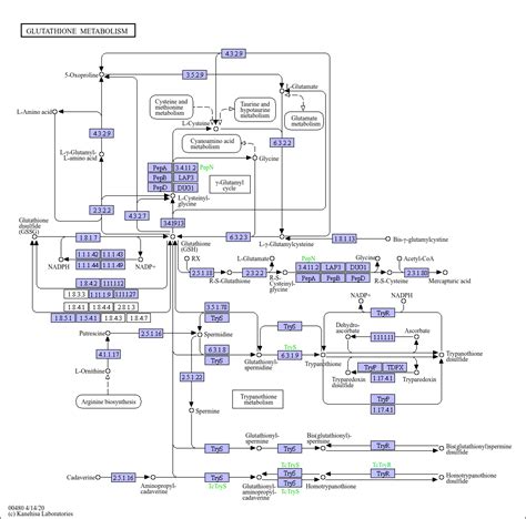 KEGG PATHWAY: Glutathione metabolism