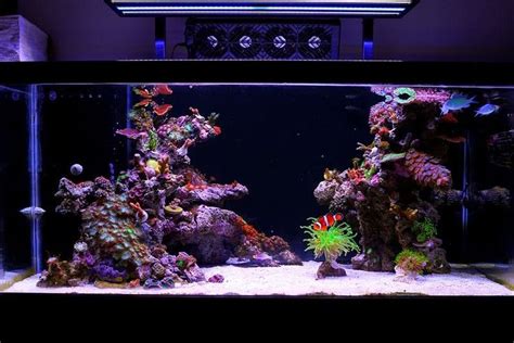 Aquascaping ideas and plans | Aquascape, Reef tank aquascaping, Coral ...