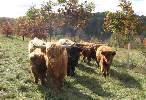 About Highland Cattle - Pittsburgher Highland Farm