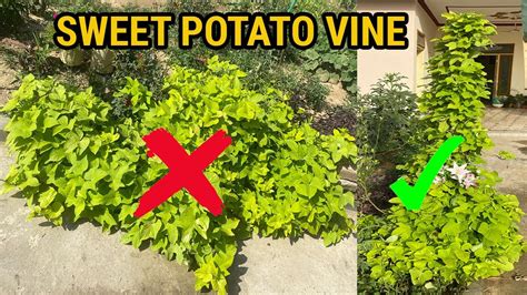 Sweet Potato Vine | Ornamental Plants - Sweet Potato Vine decorative ...