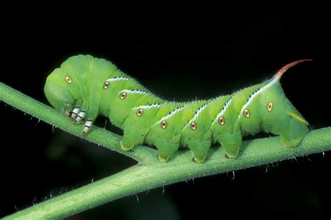 Shining light on the tomato hornworm - The Washington Post