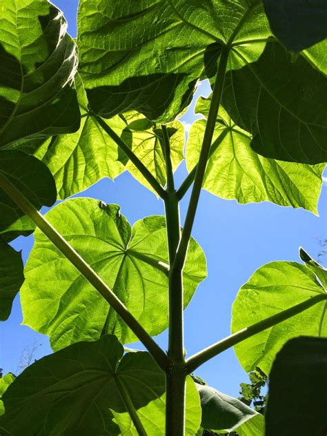 Paulownia tomentosa - fast growing, huge leaves, can be coppiced for a ...