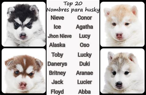 Husky Dog Names - 340+ Names | Dognames.info