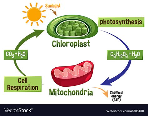 Photosynthesis And Cellular Respiration Equation | The Best Porn Website