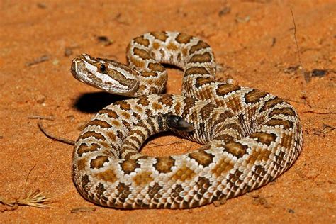 Tips to stay safe around rattlesnakes