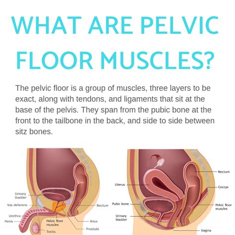 Pelvic Floor Muscles' Five Important Roles - Propel Physiotherapy