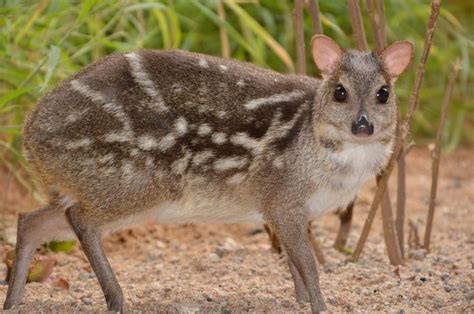 Mouse deer pheromones helped CCMB scientists in species recovery ...