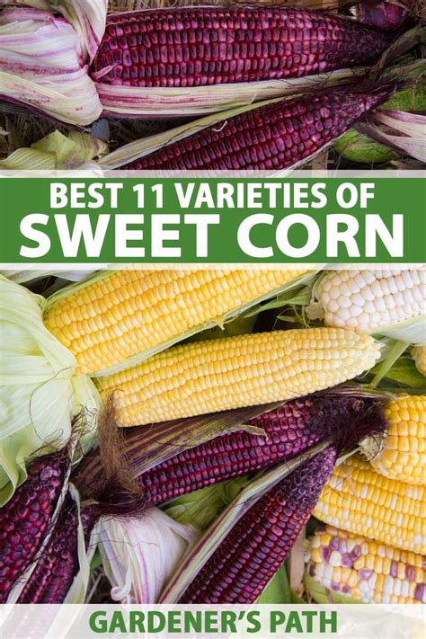 The Best 11 Varieties of Sweet Corn to Grow at Home