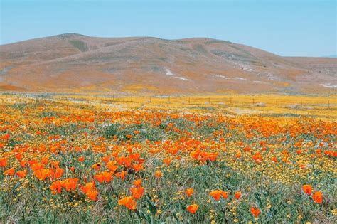 39 Flower Fields in California (to Brighten up Your Spring, Summer & Fall)