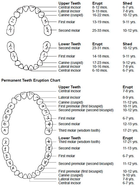 Dentist Clayton - Tooth Eruption Stages | Clarinda Clinic