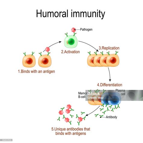 Humoral Immunity Antibodymediated Immunity Stock Illustration ...