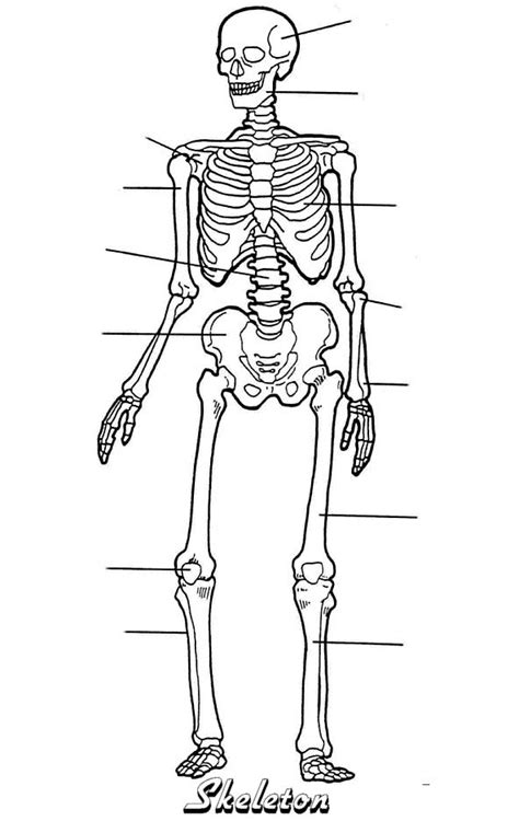 Skeleton - blank printable | Skeletal system worksheet, Skeletal system ...