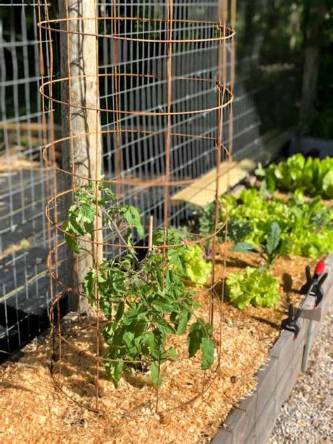 How To Make A Sturdy DIY Tomato Cage (With Pictures) - Growfully