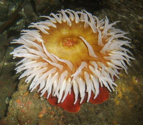 Real Monstrosities: Sea Anemone