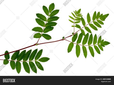 Leaves Mountain Ash, Image & Photo (Free Trial) | Bigstock