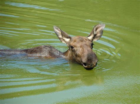 Moose swimming in lake | Stock image | Colourbox