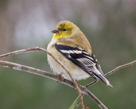 American Goldfinch - FeederWatch