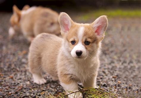 Pembroke Welsh Corgi Puppies For Sale - AKC PuppyFinder