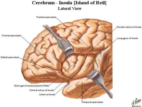 Anatomy of brain sulcus and gyrus - Dr.Sajith MD RD