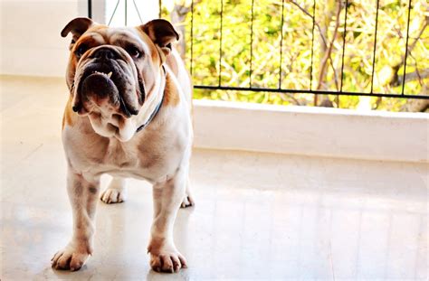 English Bulldog Grooming: Bathing, Shedding, and More