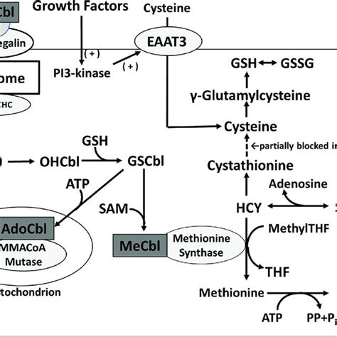 Methionine synthase activity in autism. Methionine synthase activity in ...