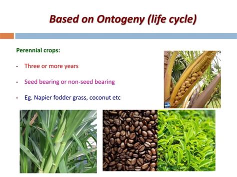 Agronomic Crops Classification - Agriculture | PPT | Free Download