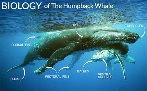 Humpback Whale Breeding