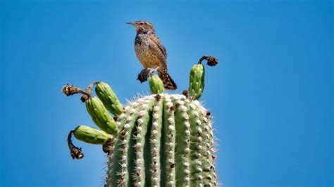 Red Rock Canyon Wildlife | Southwest Explorers