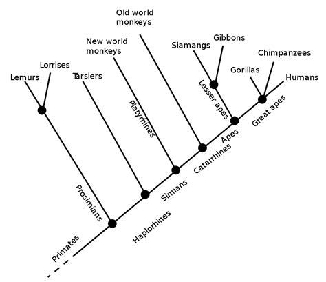 4.1 Classifying Life – Introduction to Evolution & Human Behavior