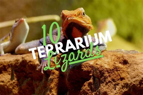 Terrarium Lizards: 10+ Species You'll Love from the Gec-Ko